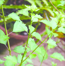 Image result for Premna serratifolia