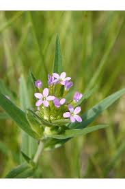 Image result for Nesaea linearis