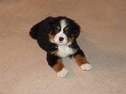 Bernese Mountain Dog Puppy Bernese Mountain Dog Puppy Dogs Pets