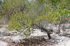 Image result for Surianaceae