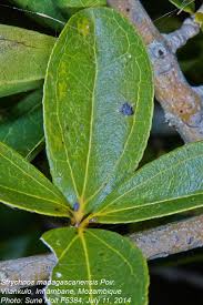 Image result for Strychnos madagascariensis