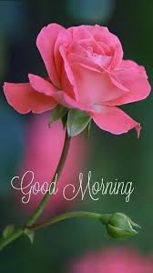 Pin By Bugecebugexe On Rose Flower In 2020 Good Morning Flowers Good Morning Beautiful Flowers Good Morning Cards