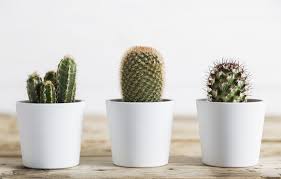 Vous avez craqué pour un beau cactus ? Cactus Plante D Interieur Gamm Vert