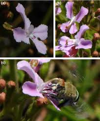 Which type of relationship does this represent? The Specialization Continuum In Pollination Systems Diversity Of Concepts And Implications For Ecology Evolution And Conservation Armbruster 2017 Functional Ecology Wiley Online Library