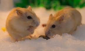Help You Know To How To Give Your Hamster A Sand Bath