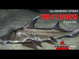 Rarely deeper than 150 m (492 ft). Asfn Fishing Species The St Joseph Youtube