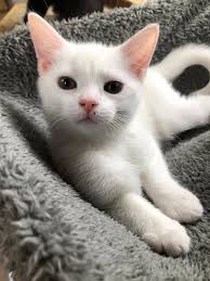 Kat & the Silly Six (@katmac2co)