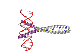 Protter is also linked from a number of tools and databases Ap 1 Transcription Factor Wikipedia