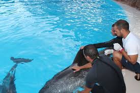 Resultado de imagen de imagenes de loro parque