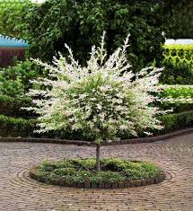 Tri Colored Dappled Willow Tree Form 3 In 2020 Dappled Willow Dappled Willow Tree Front Yard Landscaping