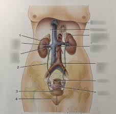 Check spelling or type a new query. Organs Of The Female Urinary System Diagram Quizlet