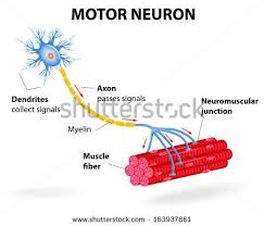 Neurons Stock Photos Images Pictures Neurons Motor Neuron Neuron Structure