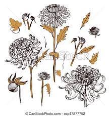 Japanese Chrysanthemum Set Collection With Hand Drawn Buds Flowers Leaves Vintage Style Illust Japanese Chrysanthemum Chrysanthemum Drawing Flower Drawing
