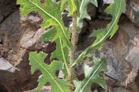 Image result for Lactuca calophylla
