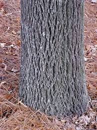 نتیجه جستجوی لغت [hickory] در گوگل