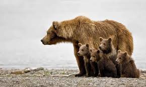 Grizzly bear is an american rock band from brooklyn, new york, formed in 2002. Got Grizzlies Defenders Of Wildlife
