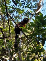 Image result for Disperis mozambicensis