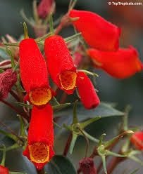 Even when not in bloom the attractive foliage is evergreen and attractive all seasons. Seemannia Sylvatica Gloxinia Sylvatica Bolivian Sunset Gloxinia Toptropicals Com