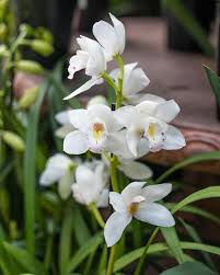 Cymbidiums The Symbol For Beauty Refinement And Love Things We Could All Use Happy Friday Stay Safe Out Rogers Gardens Cymbidium Orchids Wedding Flowers