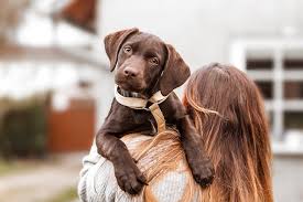 We have white, black, and yellow english labrador puppies that are crate trained and available to go home! First Day At Home With A New Puppy Tips For Day One