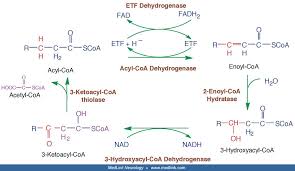 Image result for MCAD Deficiency