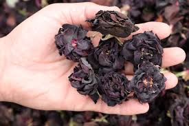 We did not find results for: Harvest Begins For Rare Black Roses Of Halfeti Pearl Of The Euphrates Daily Sabah