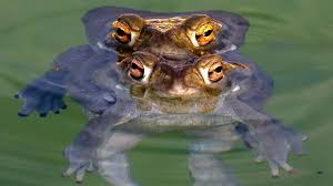 Chester Koong Sex Leaks - White Girl Scenes