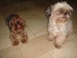 Shih tzu chihuahua mix appearance like any hybrid, the appearance of the shih tzu chihuahua mix can vary depending upon which parent they take after. About The Yorkie Shih Tzu Mix And Yorkie Chihuahua Mix