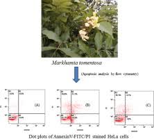 Image result for Markhamia tomentosa
