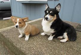 Shipping available from carmel valley, ca. Top 10 Interesting Facts About The Auggie Dog Health Problems Cost