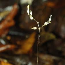 Image result for Gymnosiphon longistylus