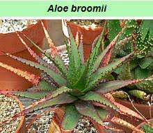 Image result for Aloe bicomitum