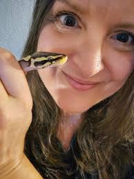 Basically Ken is a very gentle, home-loving person. I remember when one of  his stick insects had a knee infection. He stayed up all night rubbing it  with germoline and banging its