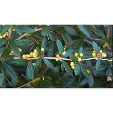 Image result for Berberis julianae
