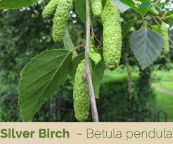 The fruit is a small samara, although the wings may be obscure in some. Silver Birch Facts And Health Benefits