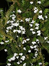 Image result for Angraecum distichum