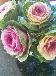Hence brassica flower is a cabbage. Cabbage Roses Flower Farmer Ornamental Cabbage Ornamental Plants