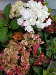 Hydrangea macrophylla (bigleaf hydrangea) and hydrangea serrata (mountain hydrangea) form their flower buds at the end of the current year's blooming season. Featured Plants Perennial Sunflower And Hydrangea Perennially Yours