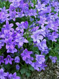 Campanula Bavarian Blue Fairies Thimbles Bellflower Bellflower Flowers Perennials Campanula Flowers Shade Flowers