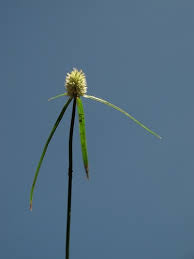 Image result for Kyllinga odorata