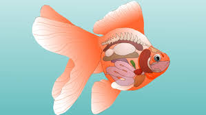 Goldfish Anatomy External Internal Fish Anatomy Goldfish Gone Fishing