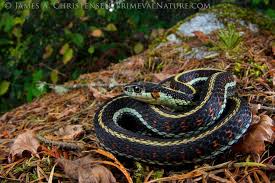 Puget Sound Garter Snake Snake Puget Sound Washington Usa