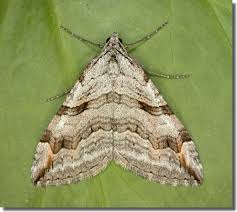 Image result for Aplocera efformata