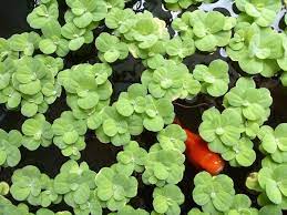 Looking to add some plant life to your aquarium? 10 Best Floating Aquarium Plants 2021 Reviews Top Picks It S A Fish Thing