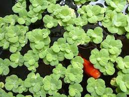 Ebay.com has been visited by 1m+ users in the past month 10 Best Floating Aquarium Plants 2021 Reviews Top Picks It S A Fish Thing