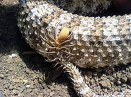 A Spider Tailed Viper Was Discovered And It Is Terrifying Viper Lizard Snake