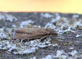 Image result for Ericinella