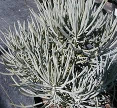 Image result for Senecio purpureus