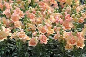 Pin On Apricot Garden Visions
