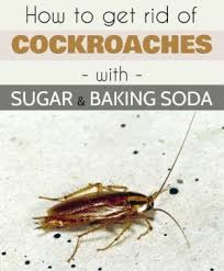 We did not find results for: Learn How To Get Rid Of Cockroaches With Sugar And Baking Soda Baking Soda Cleaning Cockroaches Cleaning Hacks
